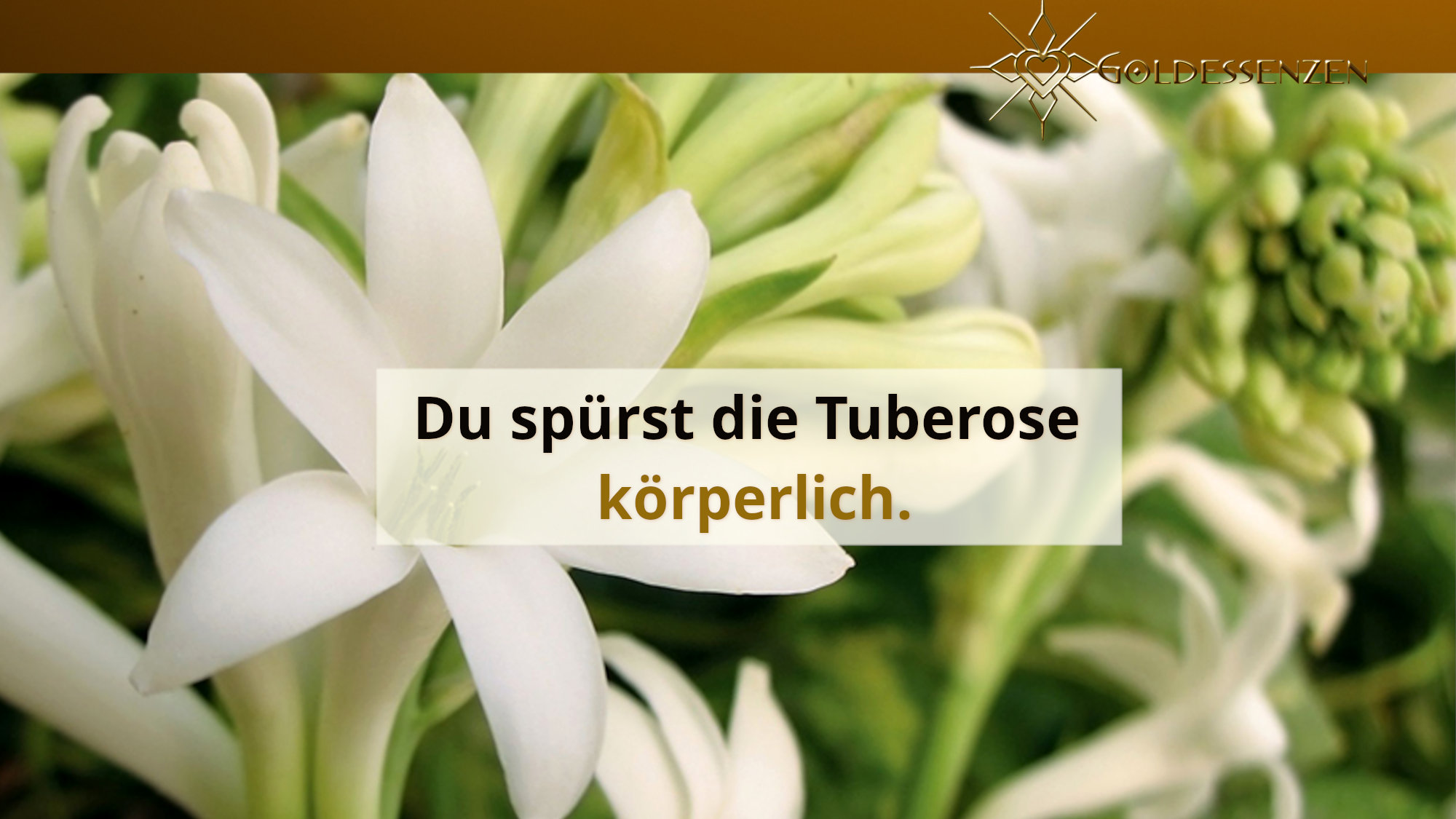 Goldessenzen Magazin Aromatherapie Zitat: "Du spürst die Tuberose körperlich."